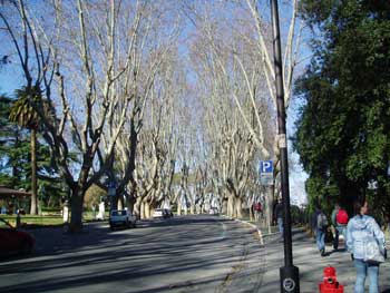 janiculum