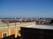 janiculum